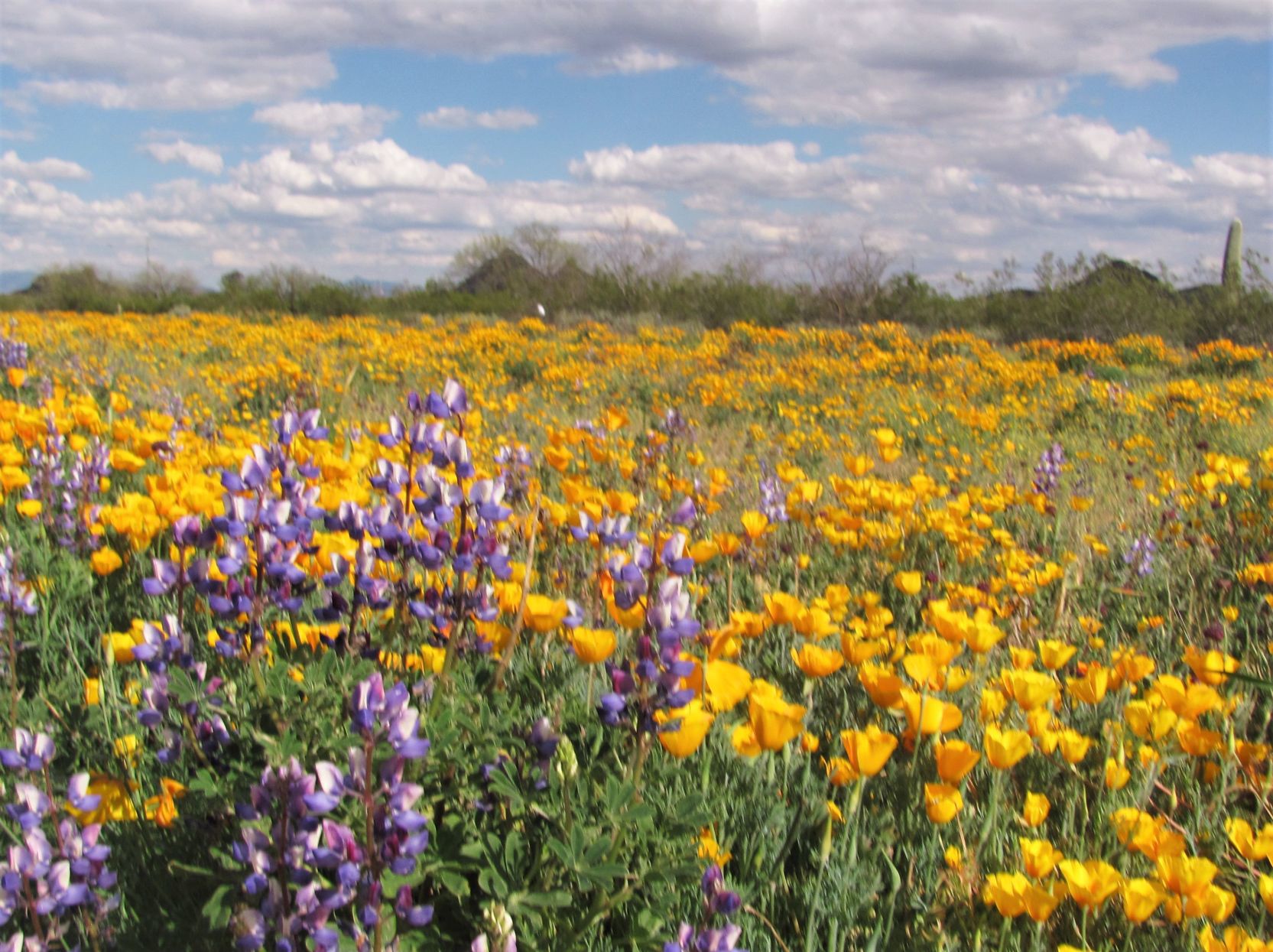 Vast carpets of wildflowers
